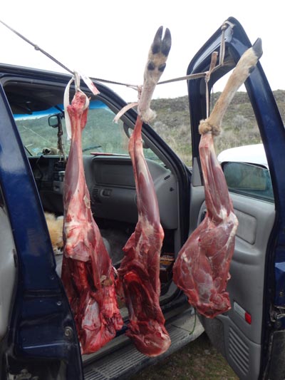 Salvaged meat from a roadkill deer.